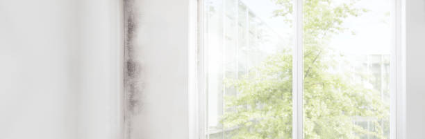 Environmental Consulting for Mold Prevention in Sperry, OK